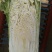 精品北京新三号白菜质量好，全国配货菜绿耐储存