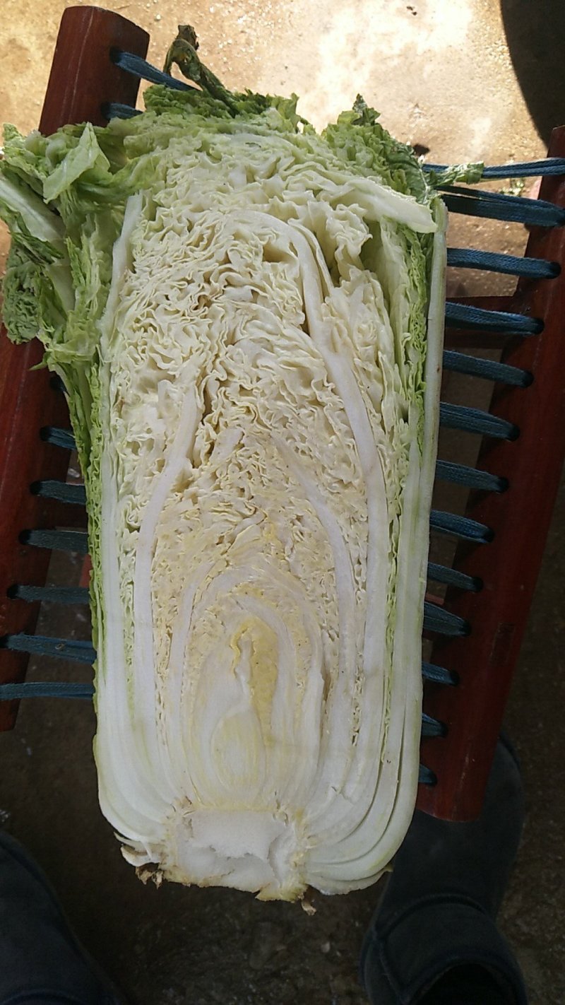 精品北京新三号白菜质量好，全国配货菜绿耐储存