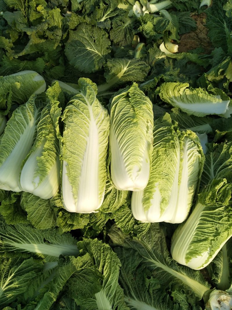 精品北京新三号白菜质量好，全国配货菜绿耐储存