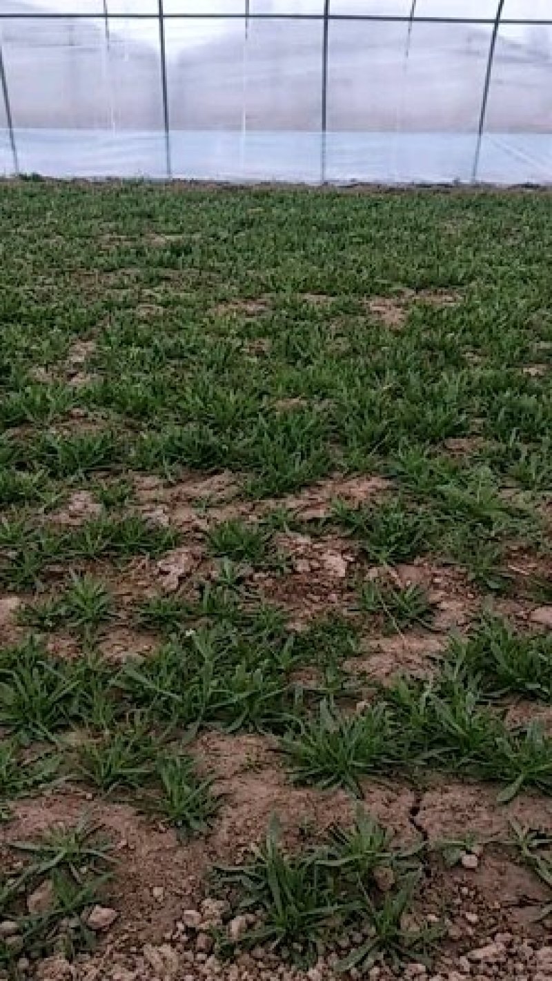 正宗面条菜厂家直销现货秒发
