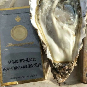 牡蛎