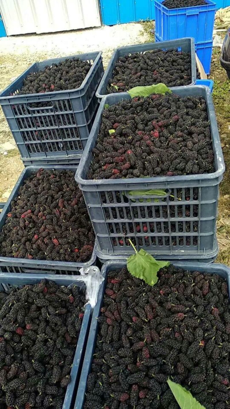 新鲜桑果