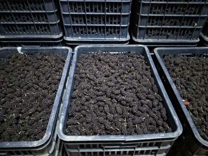 新鲜桑果