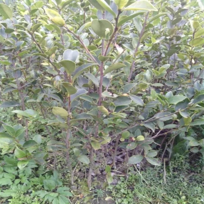 长林油茶苗，嫁接油茶苗，高产油茶