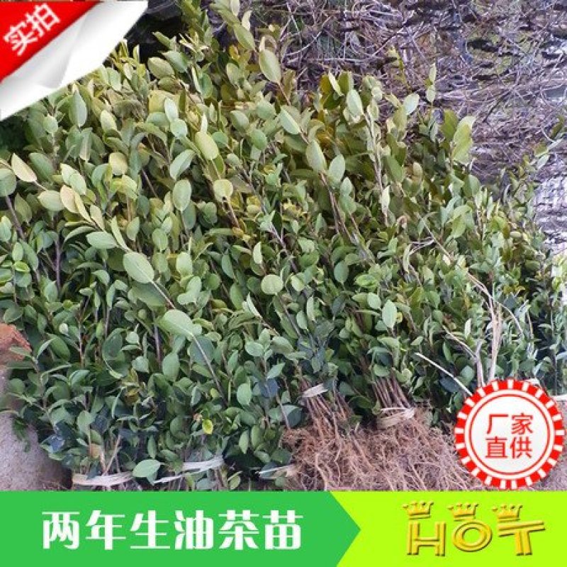长林油茶苗，嫁接油茶苗，高产油茶