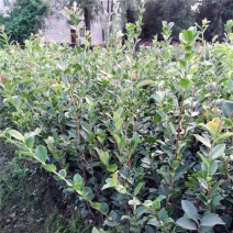 长林油茶苗，嫁接油茶苗，高产油茶