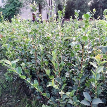 长林油茶苗，嫁接油茶苗，高产油茶