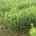 长林油茶苗，嫁接油茶苗，高产油茶