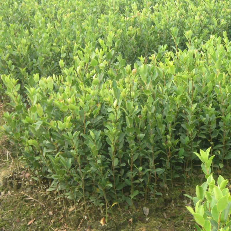 长林油茶苗，嫁接油茶苗，高产油茶