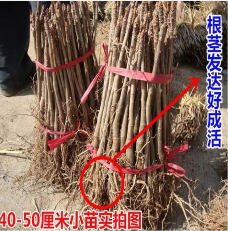 银杏树苗