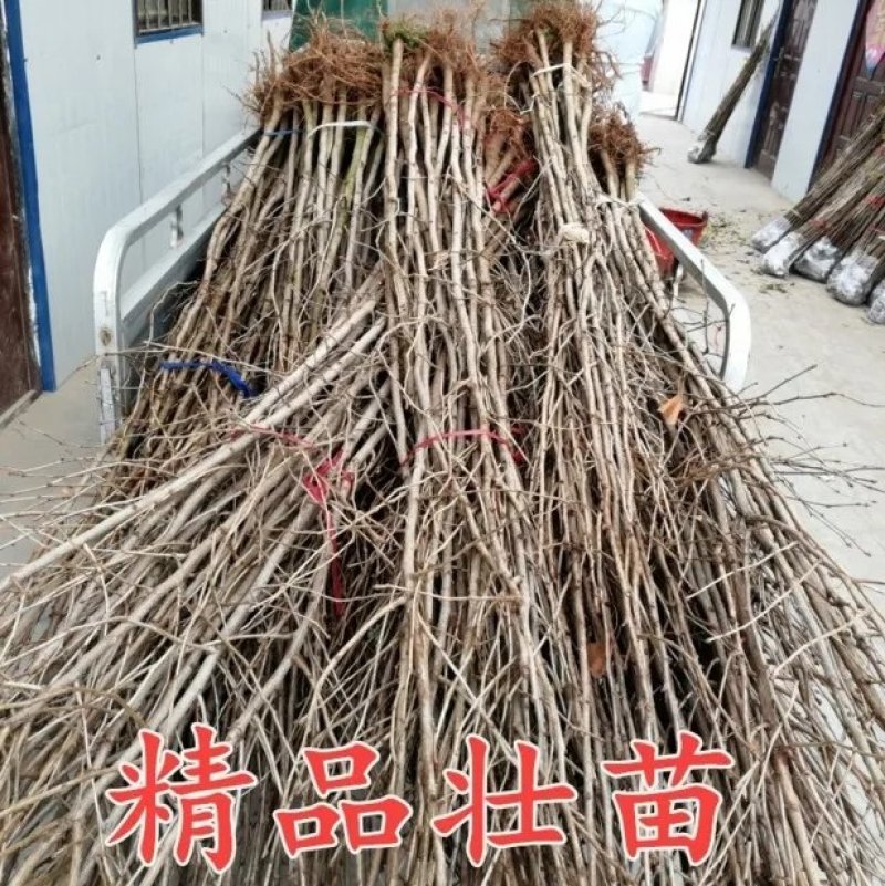 银杏树苗