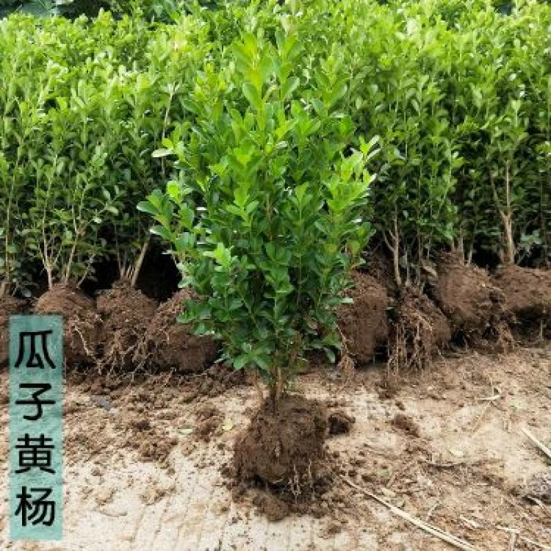 瓜子黄杨