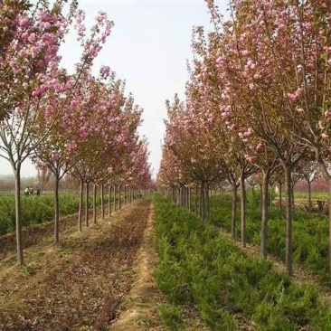 樱花树苗