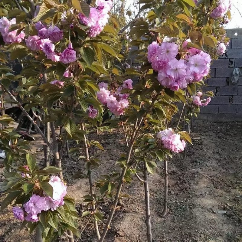樱花树苗