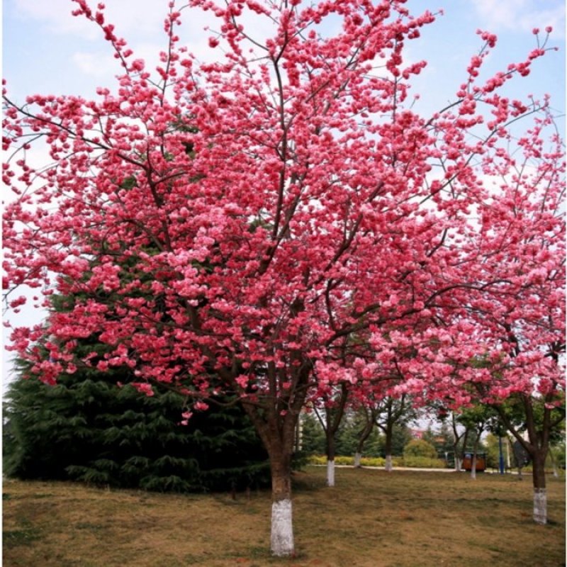 樱花树苗
