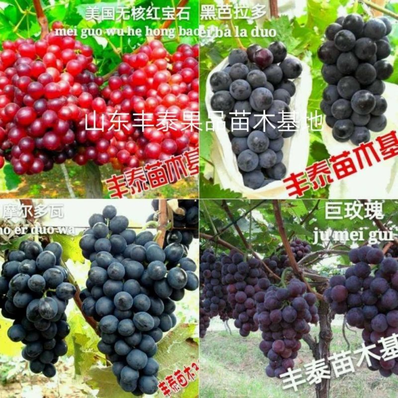 热卖！玫瑰香葡萄苗《让农户放心38年信誉质壮苗纯》