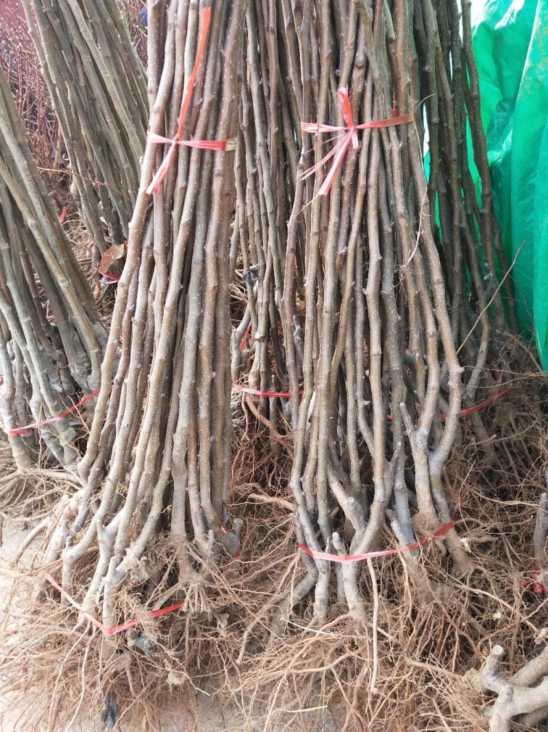 梨树苗瑶山红梨，当年种植当年结果，平邑县基地直销