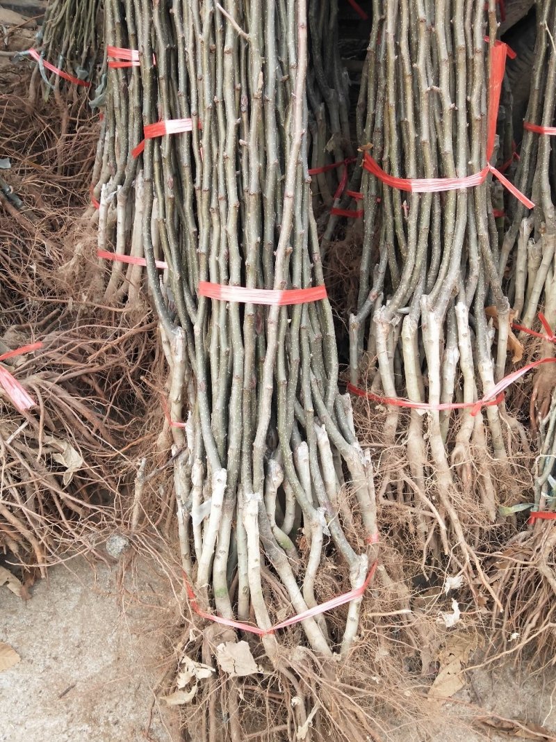 梨树苗瑶山红梨，当年种植当年结果，平邑县基地直销