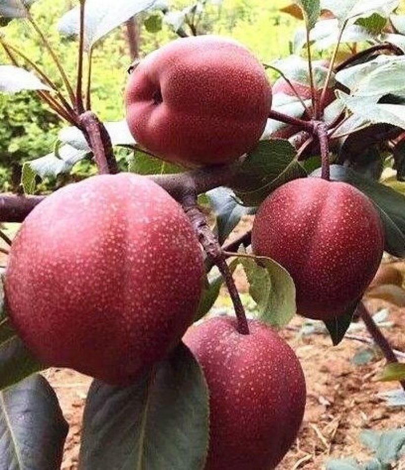 梨树苗八月红梨当年种植当年结果，平邑基地直发