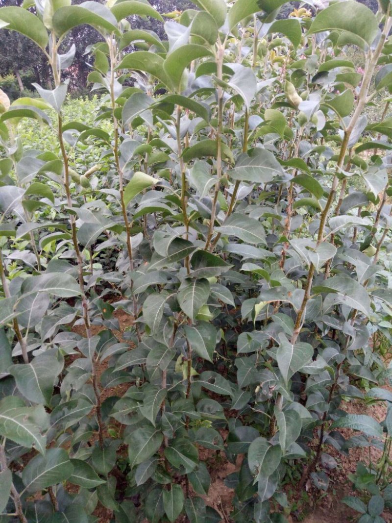 梨树苗八月红梨当年种植当年结果，平邑基地直发