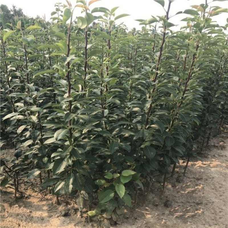 梨树苗八月红梨当年种植当年结果，平邑基地直发