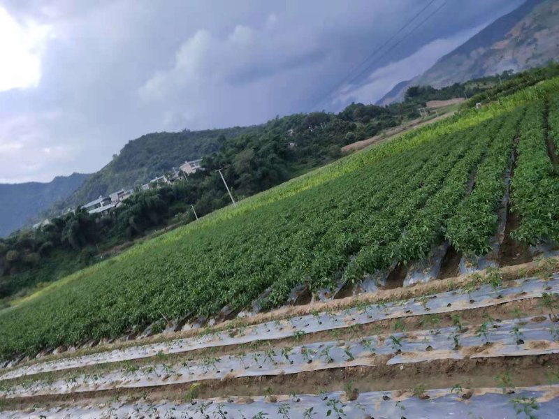 田地出租