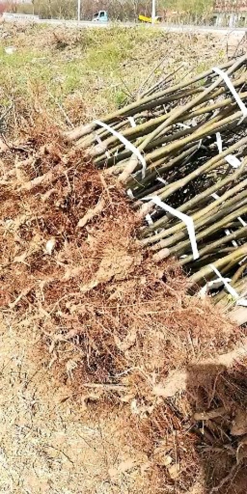 西府海棠3公分占地苗，理赔高保定货源