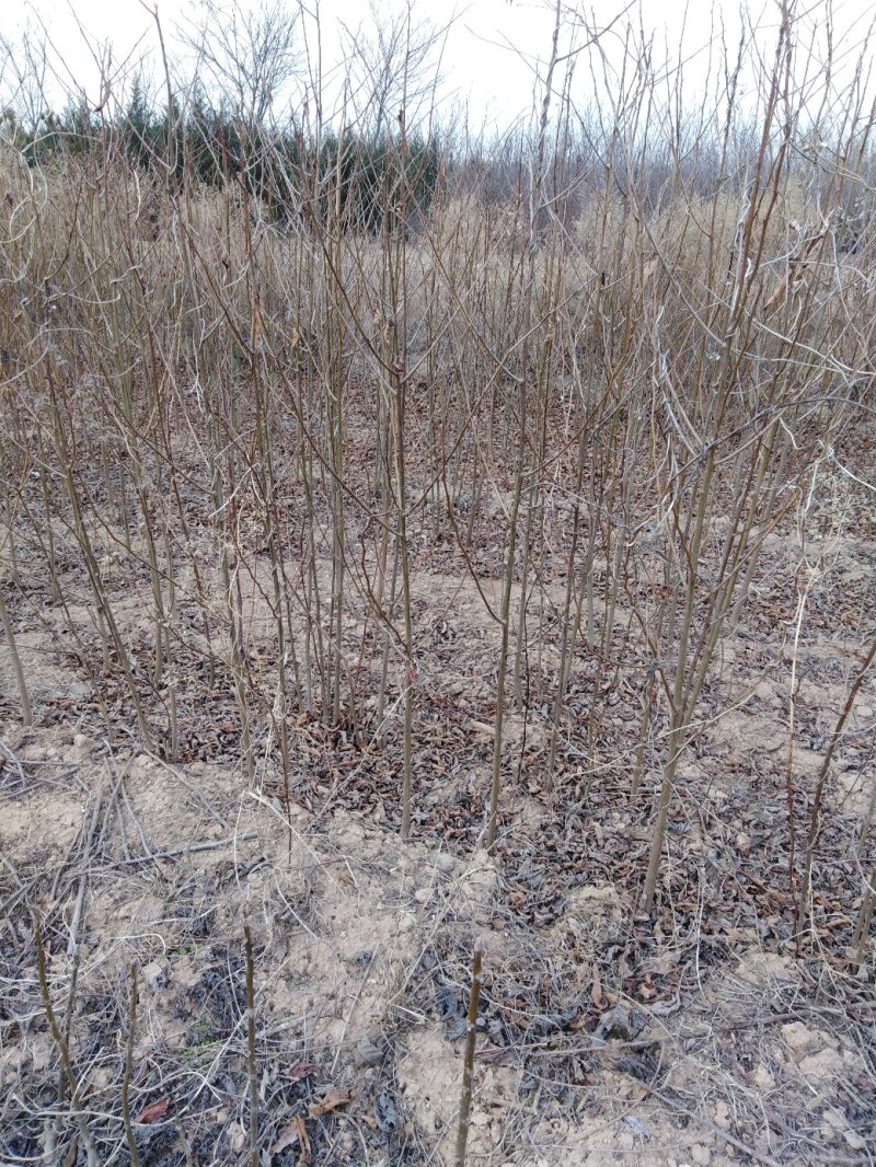 【推荐】软枣苗是嫁接柿子上好品质枮木苗0.5-1各种都有
