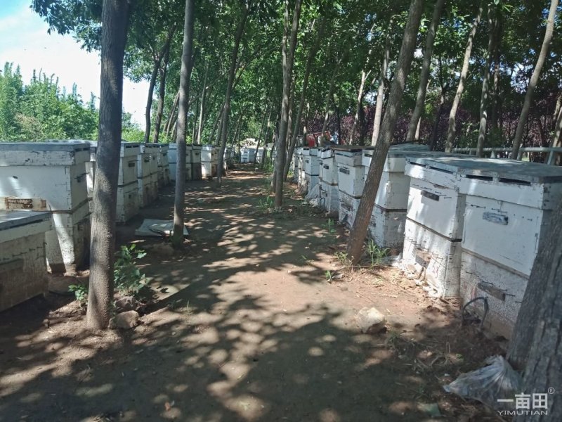 蜂皇浆，又名蜂王浆