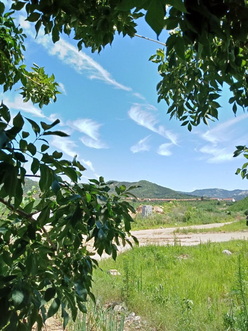 蜂皇浆，又名蜂王浆
