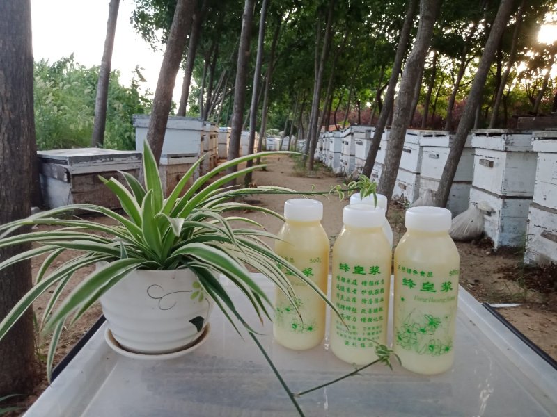 蜂皇浆，又名蜂王浆