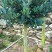 四季杜鹃茶花、七芯、小璇茶花。