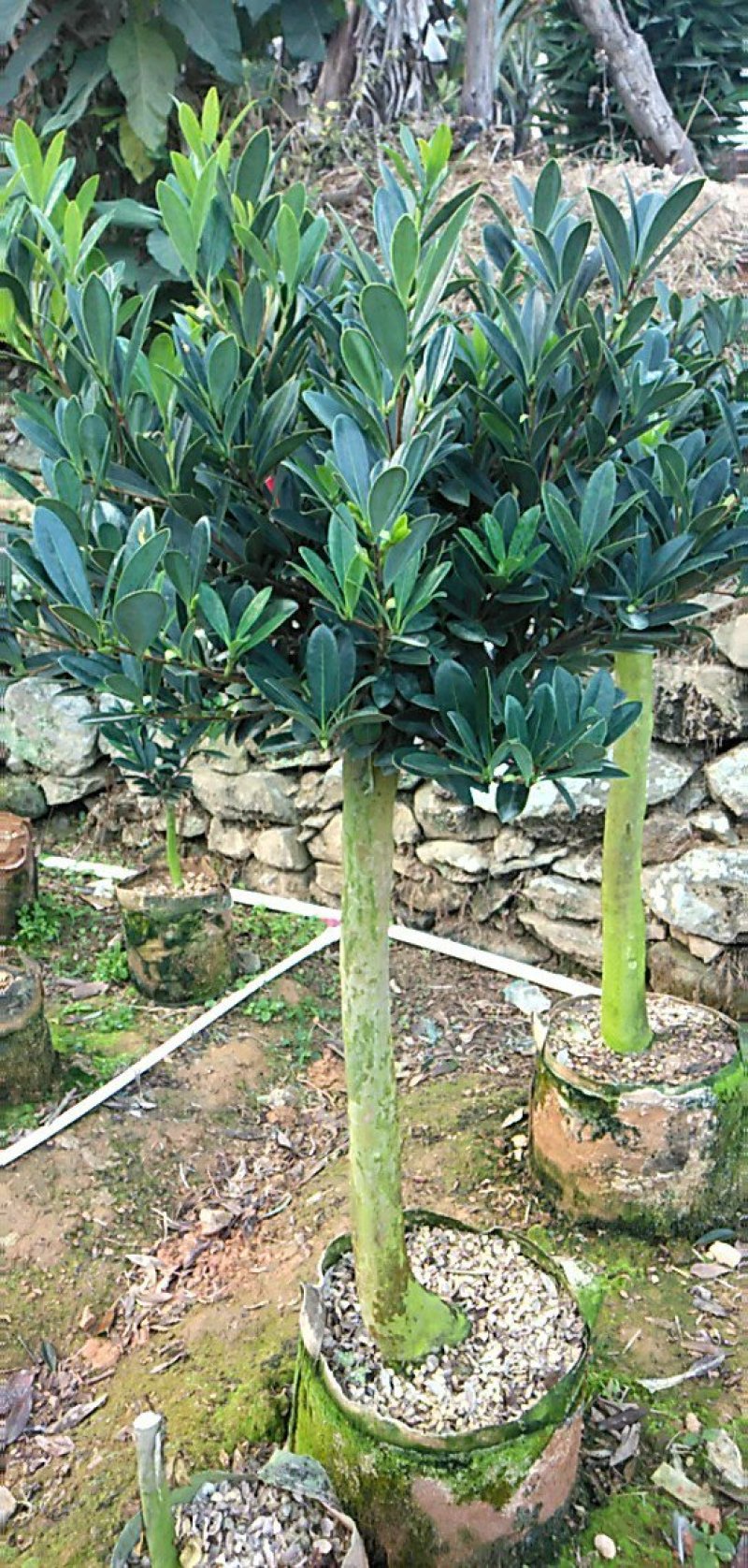 四季杜鹃茶花、七芯、小璇茶花。