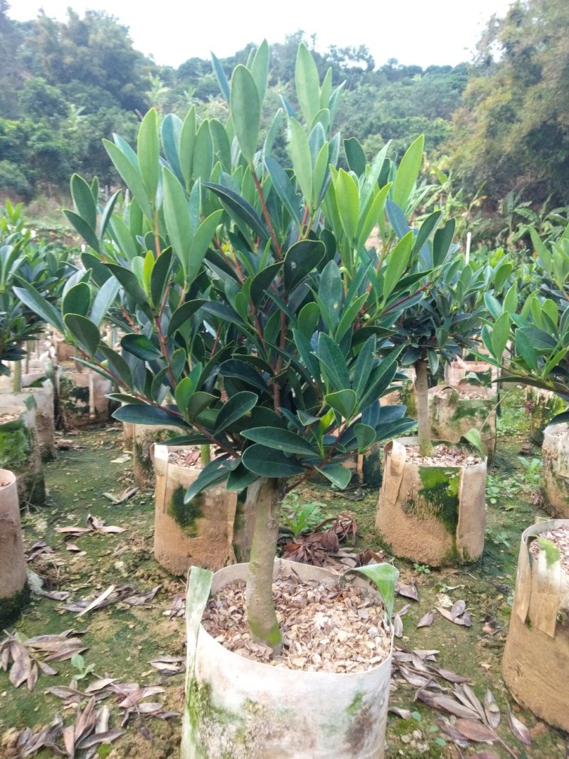 四季杜鹃茶花、七芯、小璇茶花。