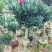 四季杜鹃茶花、七芯、小璇茶花。