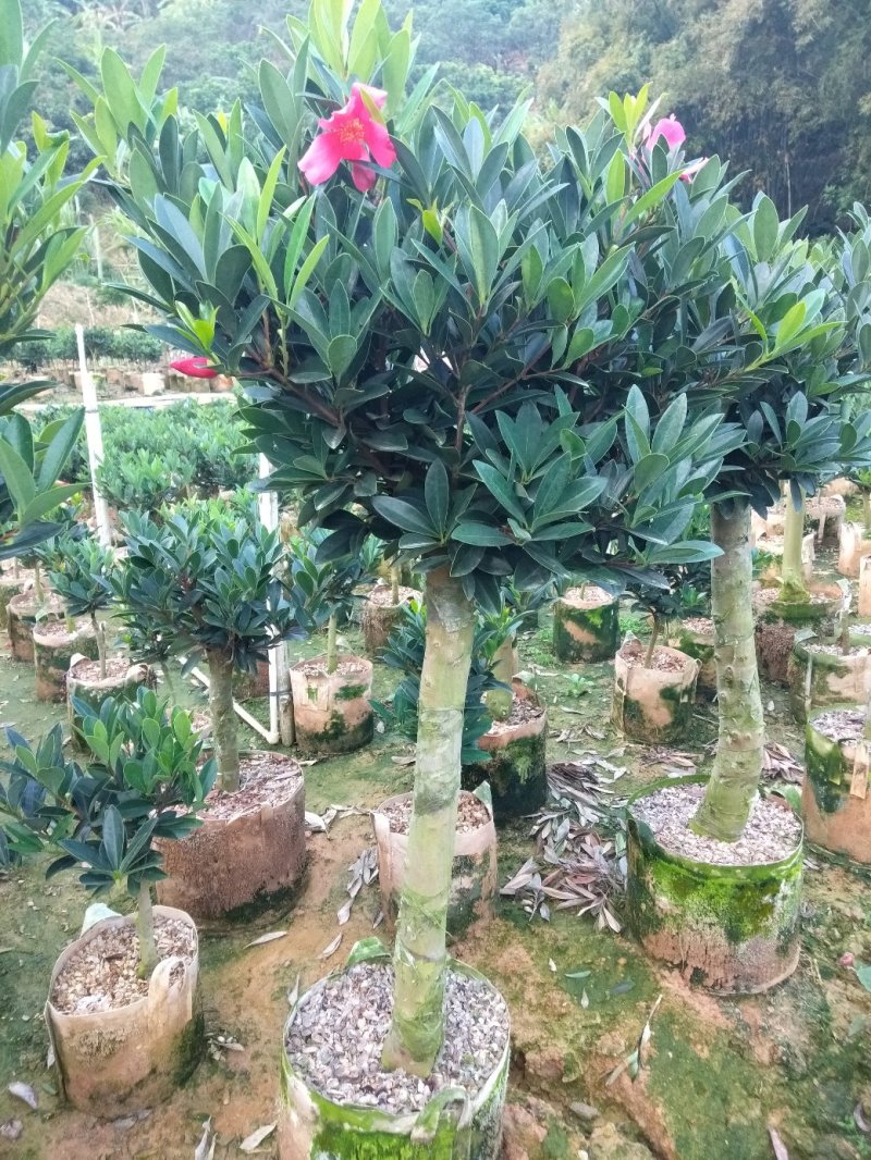 四季杜鹃茶花、七芯、小璇茶花。
