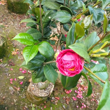 四季杜鹃茶花、七芯、小璇茶花。