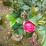 四季杜鹃茶花、七芯、小璇茶花。