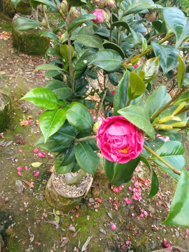 四季杜鹃茶花、七芯、小璇茶花。