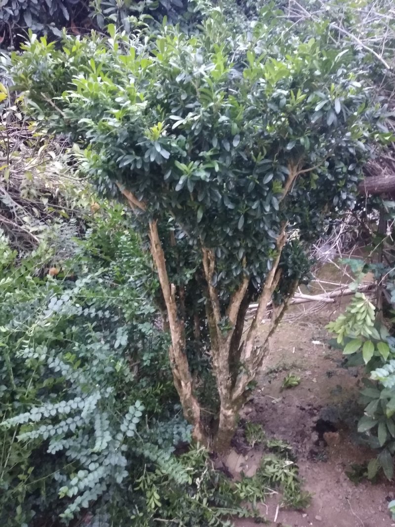 供应继木老桩！赤楠老桩！