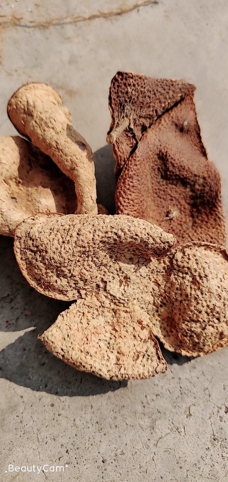 陈皮