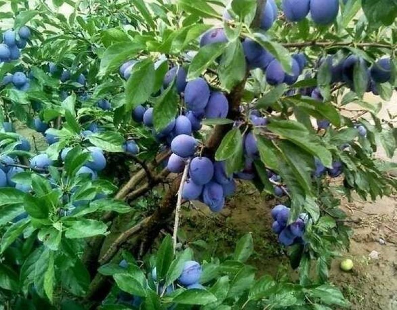 西梅苗免费提供种植技术指导