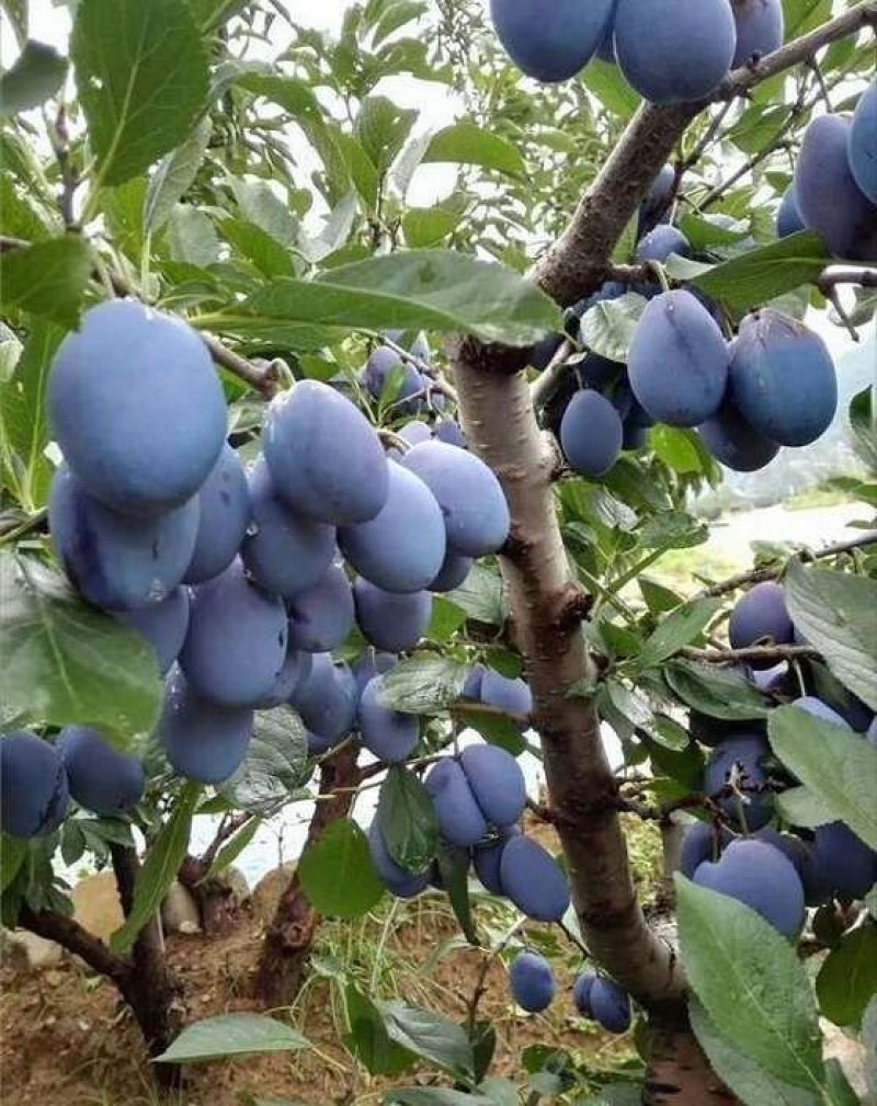 西梅苗免费提供种植技术指导