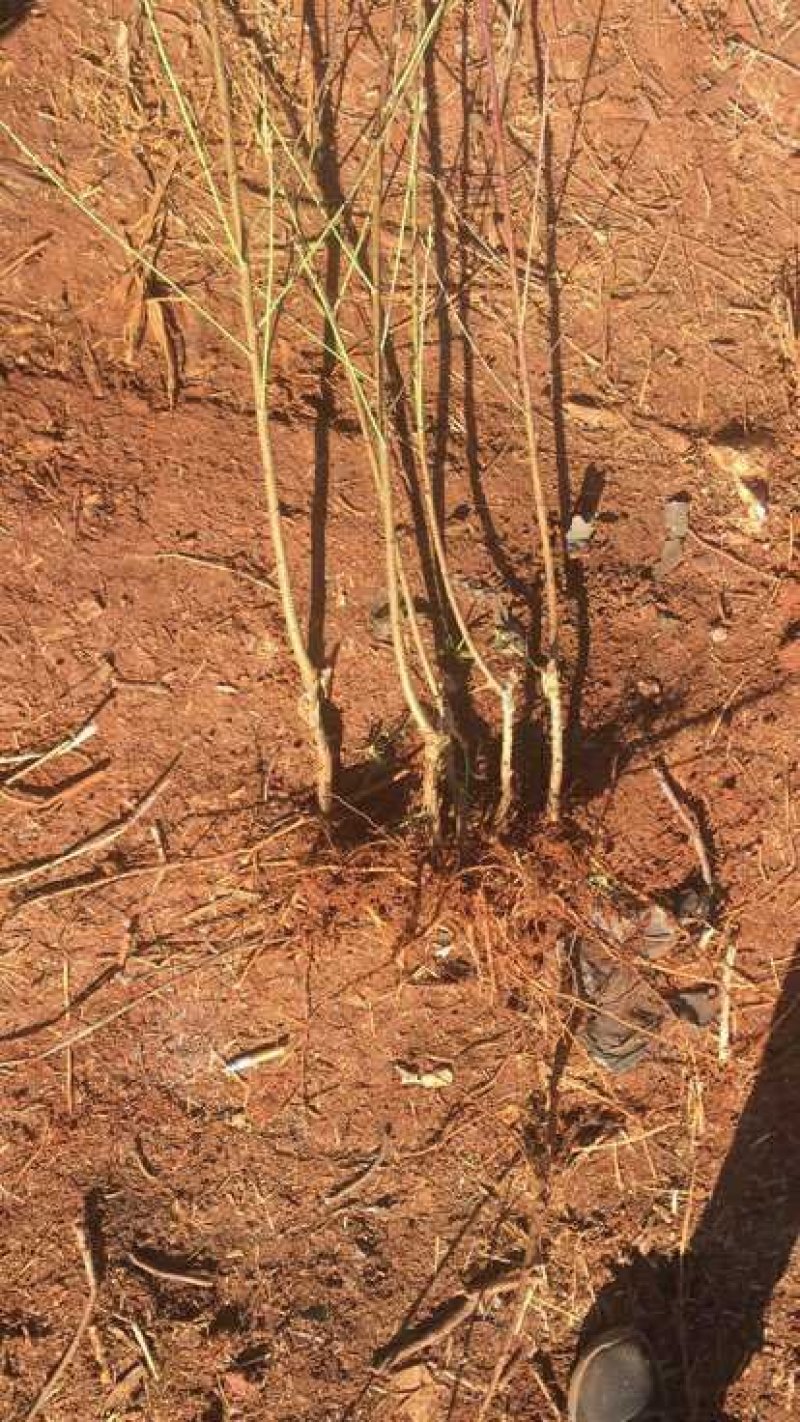西梅苗免费提供种植技术指导