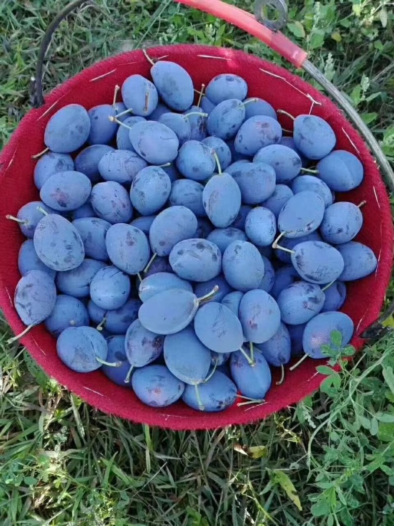 西梅苗免费提供种植技术指导