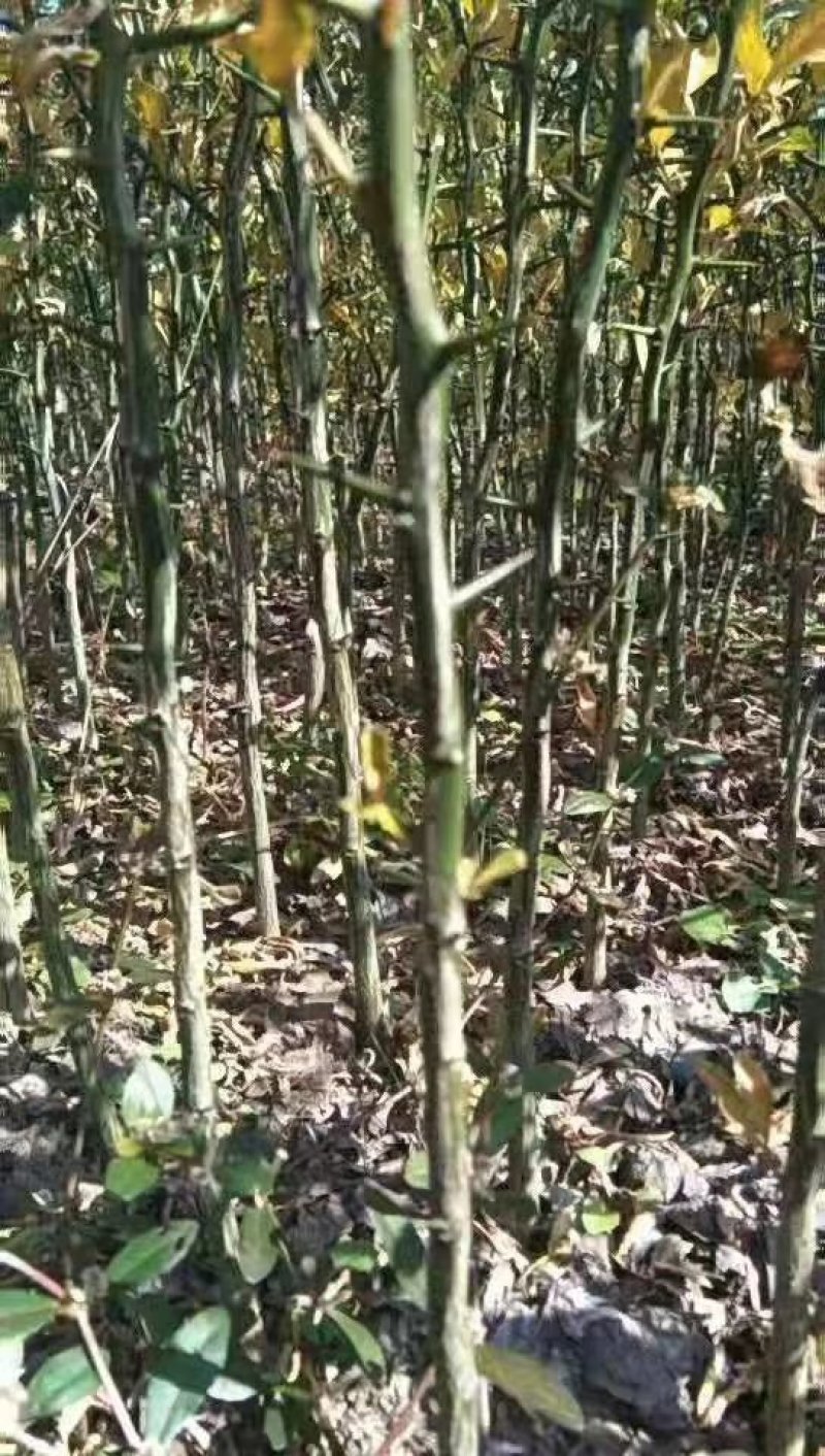 供应枳壳苗.04以上起苗一百万棵