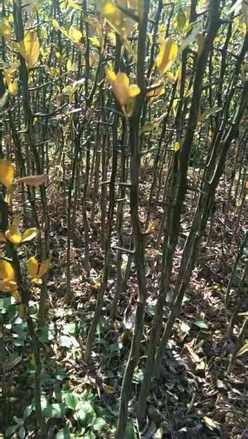 大量供应枳壳苗0.4以上的起苗可供一百万棵