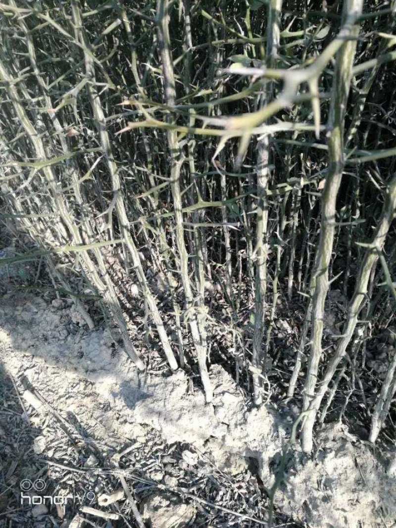 枳壳苗一百万棵
