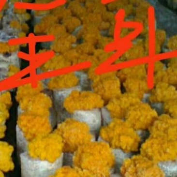 鲜金耳