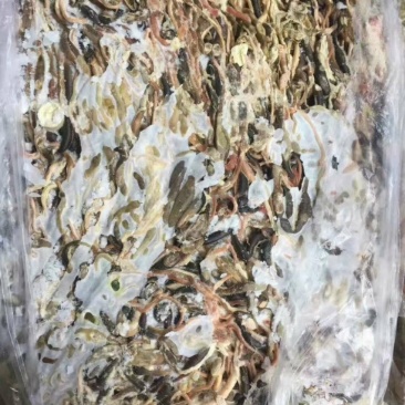 鱼食